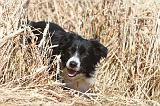 BORDER COLLIE 159